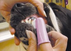 Oral Hygiene Kit Teeth Cleaning Product