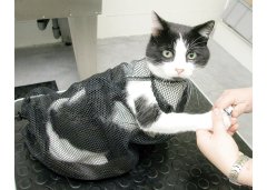 Cat Bag