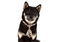 Canine Costume Ties 10-pack Assorted