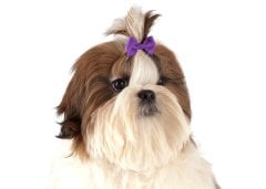 Multicolor Bows with Elastic 50 pcs Bows